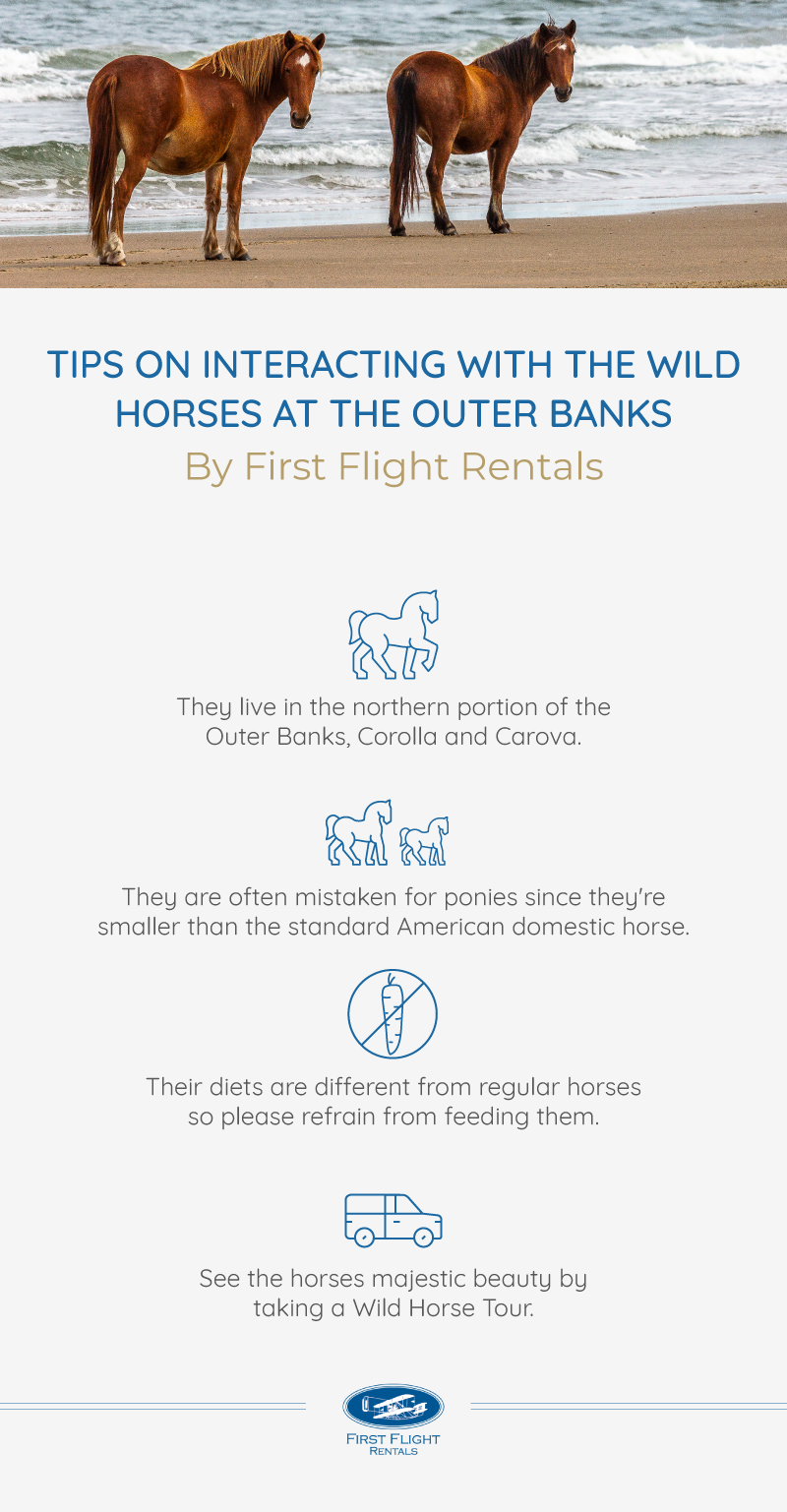 When is the Best Time to See Horses in Corolla: Ultimate Guide